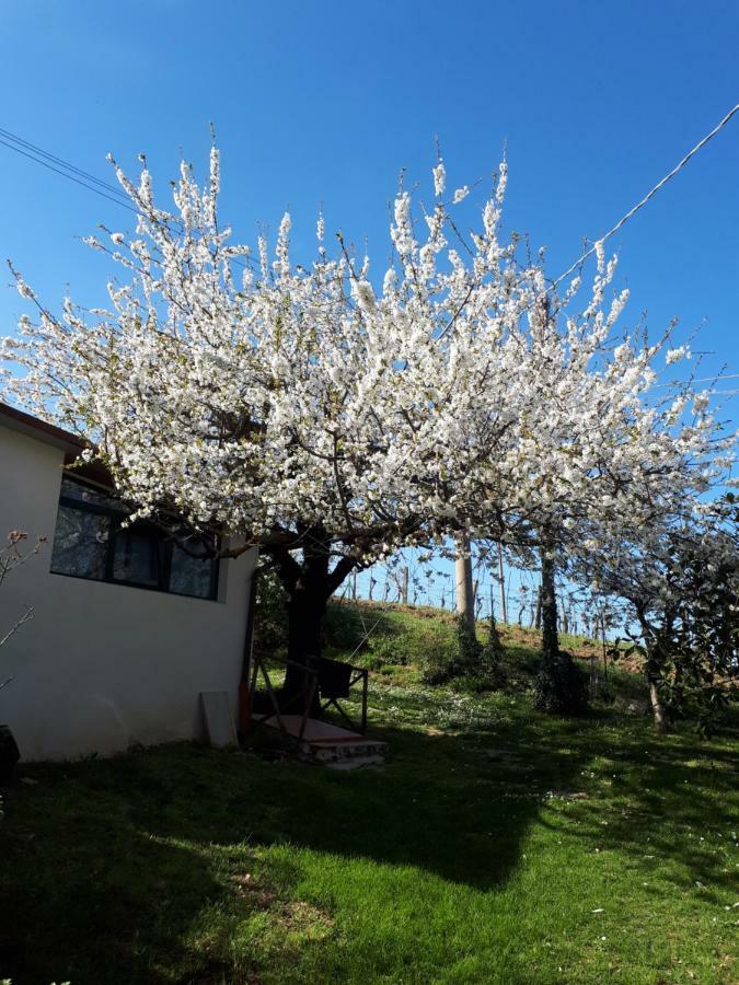 Il Ciliegio Del Pellegrino Apartment Gubbio Exterior foto